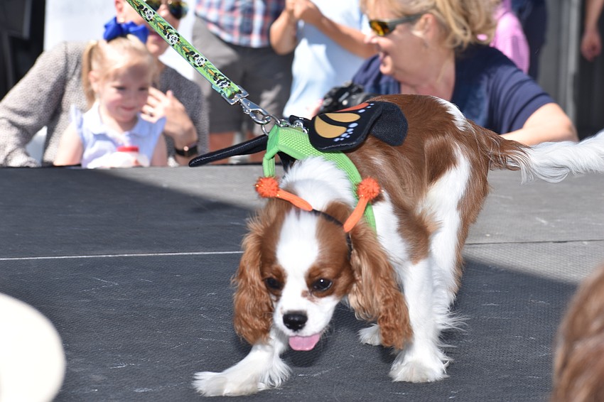 Sir Winston was dressed like a butterfly.