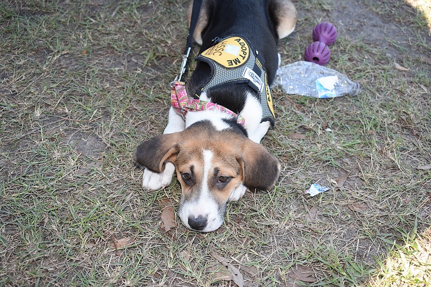 Millicent is available for adoption at the Humane Society of Sarasota.