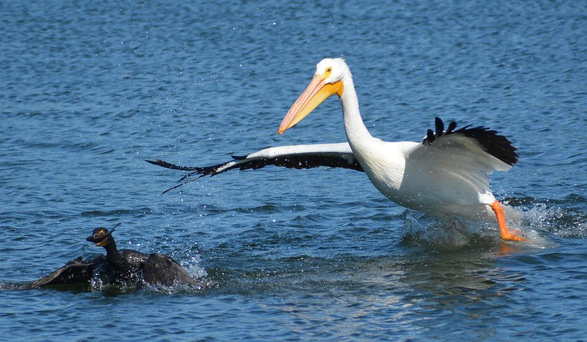 This white pelican tries to steal away a fish from a cormorant, which isn't about to let it go.