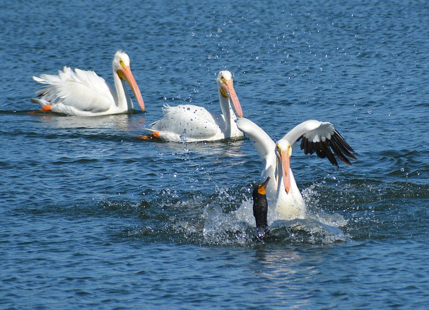 White pelicans rarely are found on the open sea as they prefer smaller waterways, preferring estuaries and lakes.
