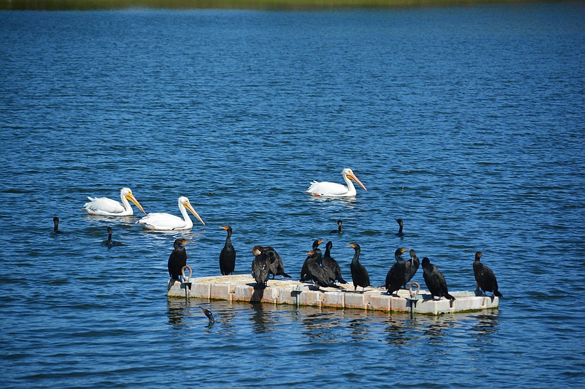 The white pelicans draw an audience whether that is humans or other birds.
