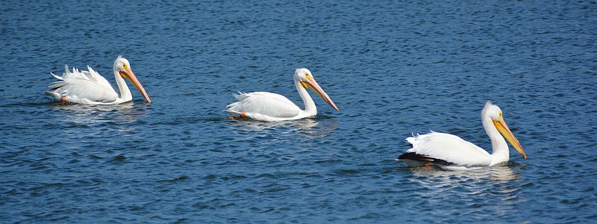Unlike brown pelicans, white pelicans float on the water as they do their fishing, instead of diving.