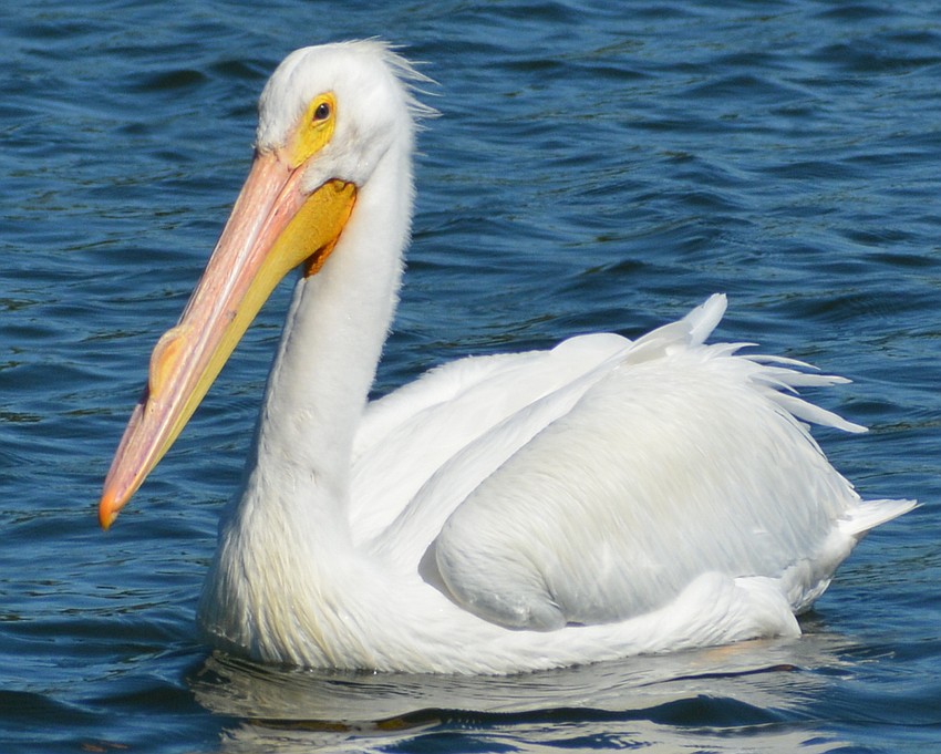 White pelicans can tip the scales at 30 pounds.