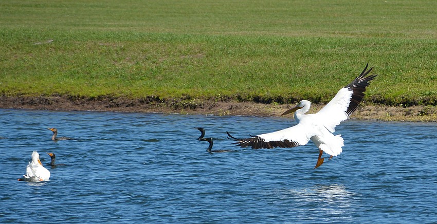 The white pelican has an average wingspan of about nine feet, the second largest of any bird in North America to the California Condor.