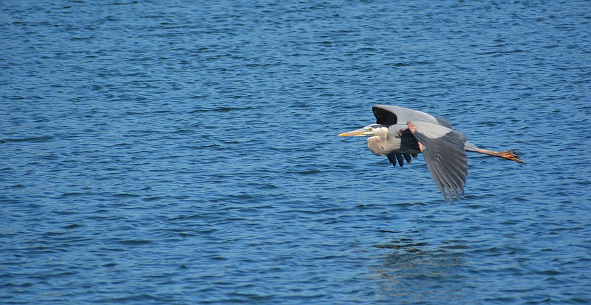 A heron swoops to the pond to check out the temporary guests.