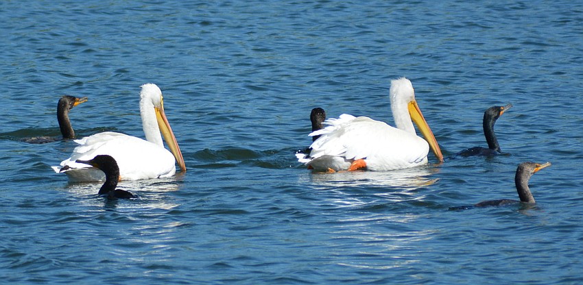 The white pelicans seem to be enjoy some company.