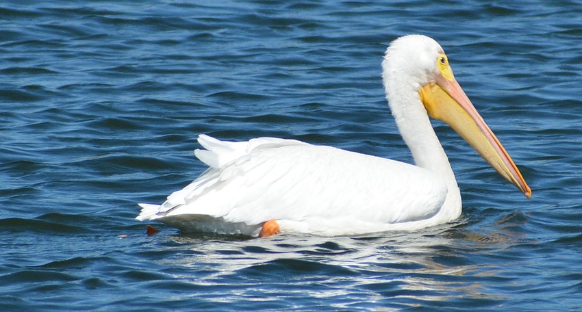 White pelicans eat about four pounds of food a day.