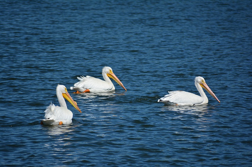 White pelicans look for fish in groups as they try to corral them.