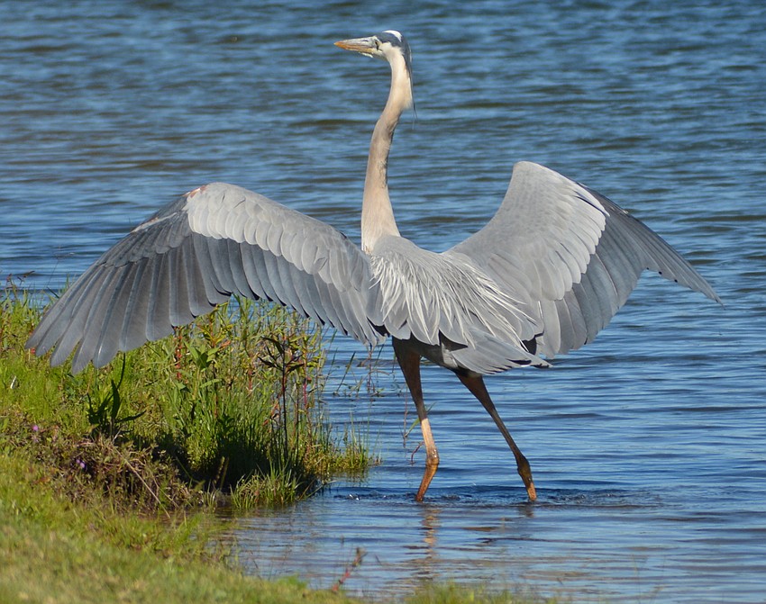 The great blue heron has an impressive wingspan of an average of 6 feet, but it was second fiddle in the pond on Wednesday.
