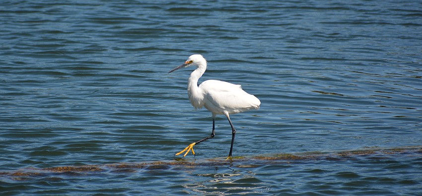 Feeling kind of small at the pond?