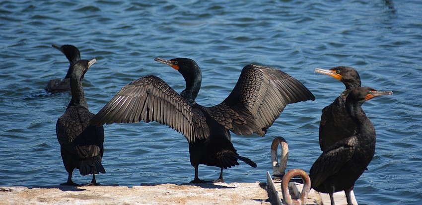 Birds of a different feather flocked together on Friday.
