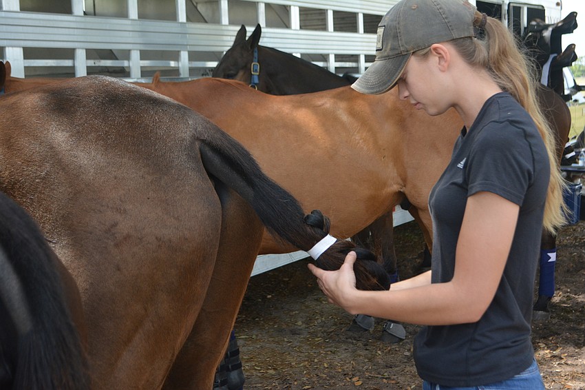 Lakewood Ranch's Monica Stringer gets a horse's tail ready for the polo match.
