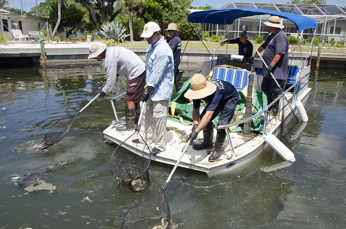 Tom Harmer helps Public Works employees clean up dead fish from red tide.