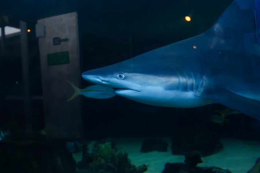 Guests could browse the aquarium during the party.
