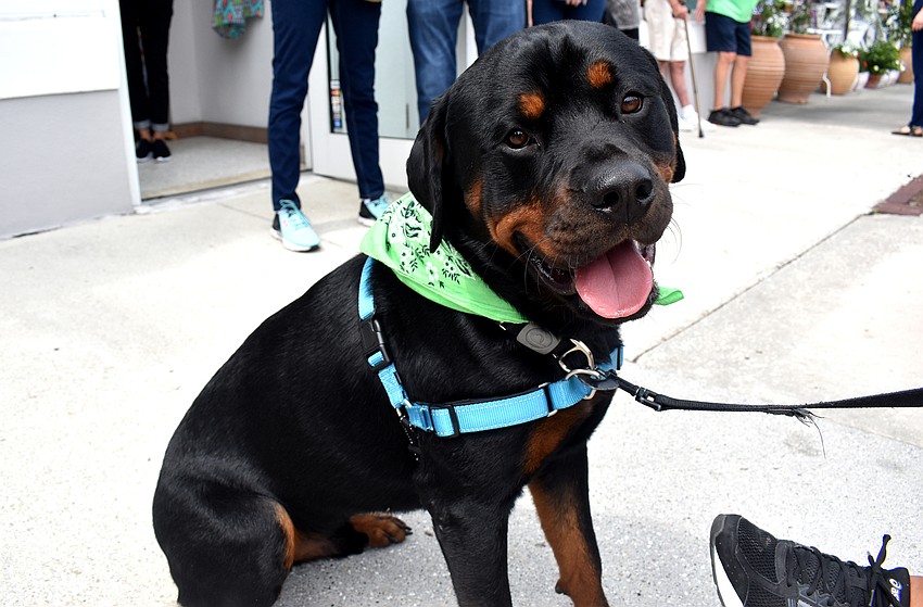 Remington Jack sported a green bandana to get in the St. Patrick’s Day spirit.