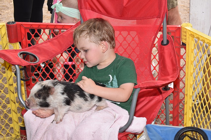 Chase DeLoach had to sit very still in order to keep the baby pigs calm.