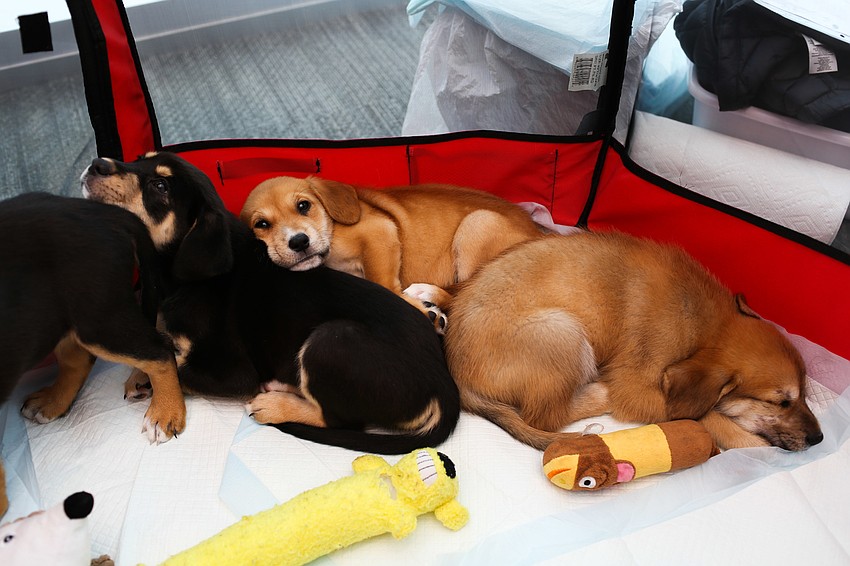 After cocktail hour, the puppies curled up for a nap.