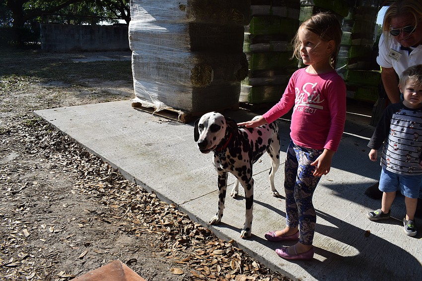 Giada Misiewicz, 4, pets Merri the Budweiser Dalmation.