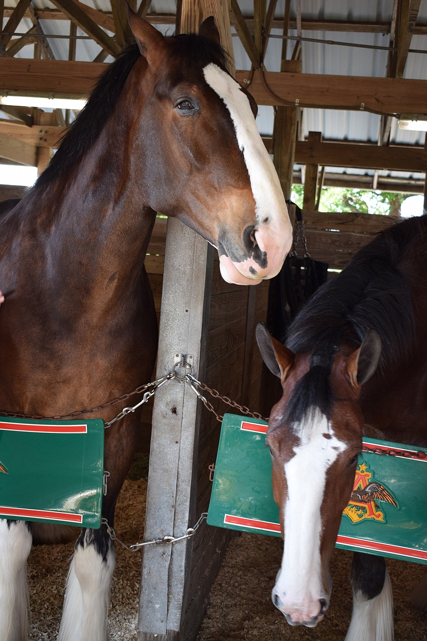 Two of the Budweiser Clydesdales, Merlin and J.D.