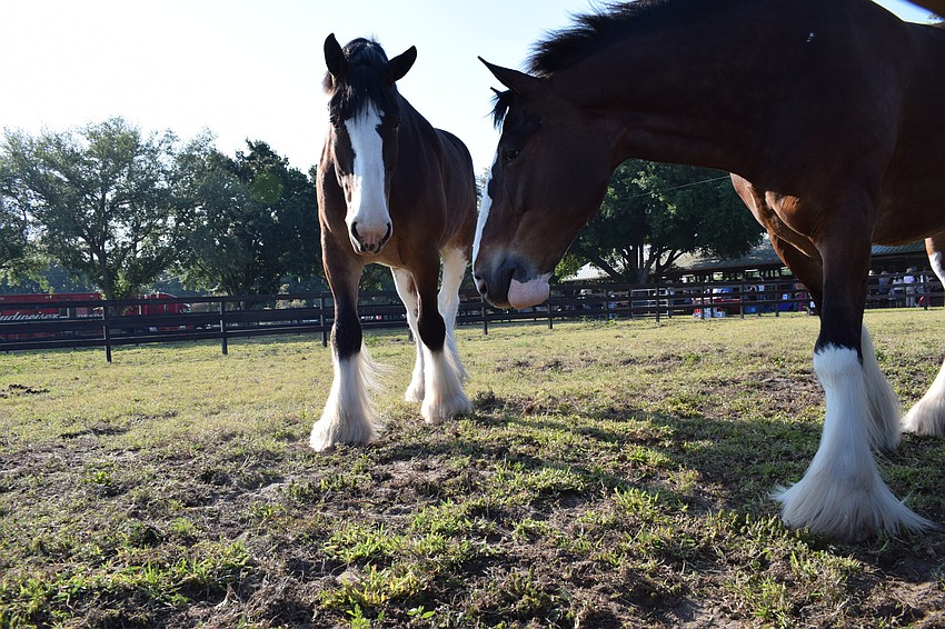 Two of the Budweiser Clydesdales stroll around a stall.