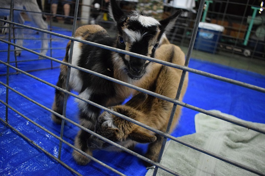 Two baby goats — just a day and a half old — stole the show and the hearts of many attendees at the Taste of Mixon's.