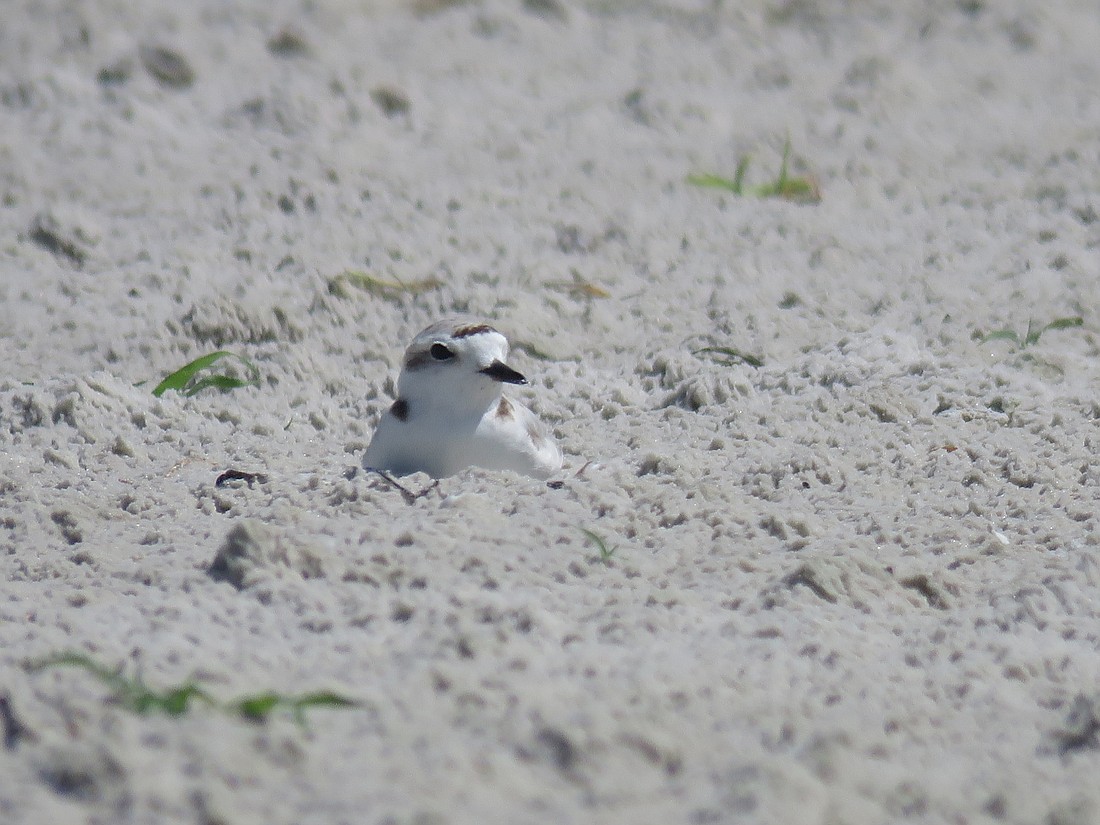 Experts say human behavior poses a threat to protected native bird species, including snowy plovers, during nesting season.