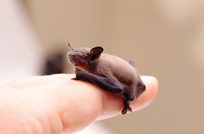  Itâ€™s the first time a large-scale civil project has been derailed the United States by an 6-ounce animal.