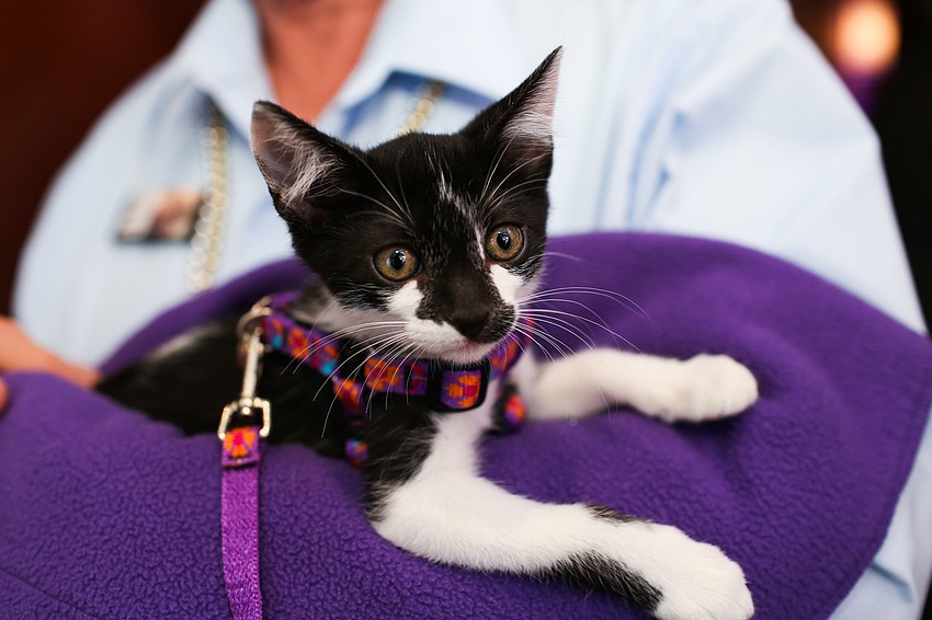 Adoptable kitten George.