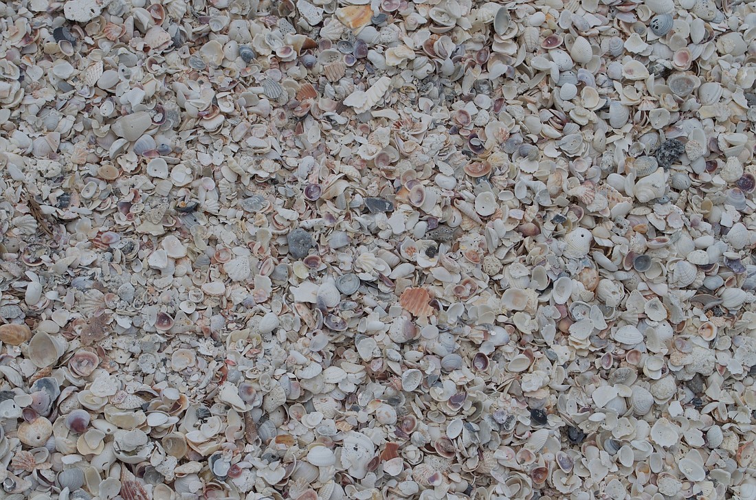 Piles of shells cover the beach.