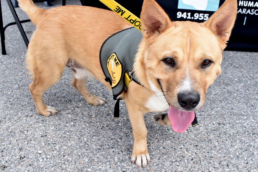 Otis was on site with the Humane Society of Sarasota County.