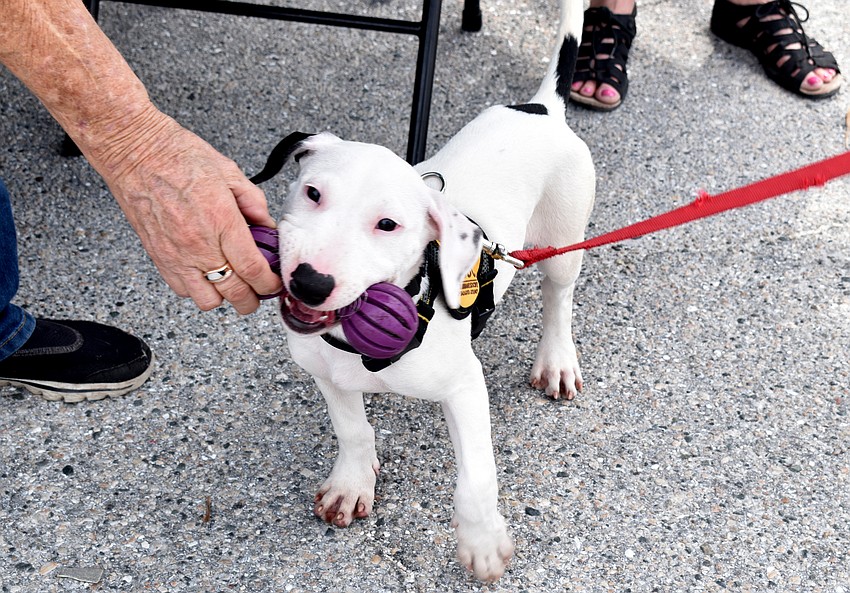 Agnes, who is available for adoption at the Humane Society of Sarasota County,  from plays with a toy.