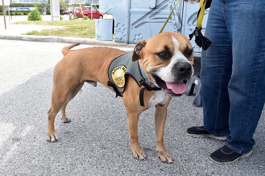 Zeus is a 5-year-old dog available at the Humane Society of Sarasota County.