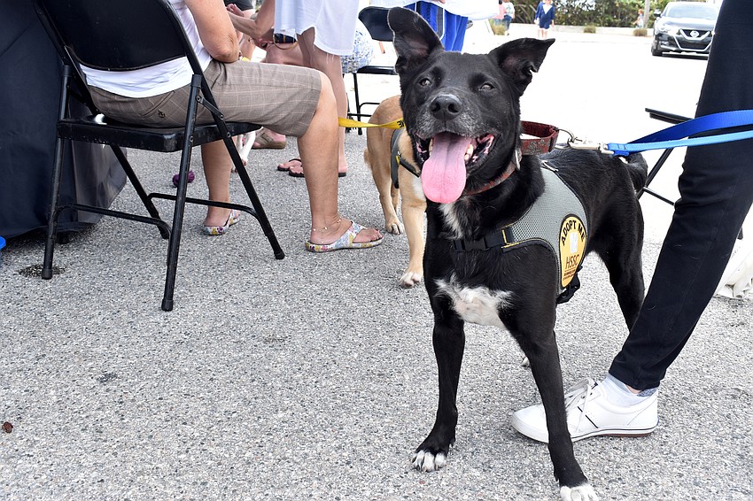 Lemeul,from the Humane Society of Sarasota County, tries to stay out of the heat at the art festival.
