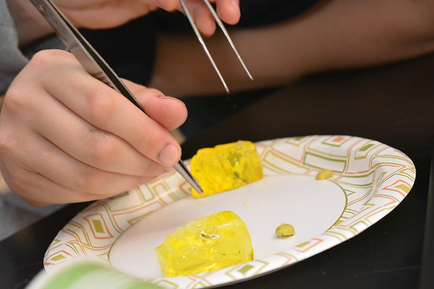 Students had to remove a pea from gelatin to mimic a physician taking a tumor out of tissue.
