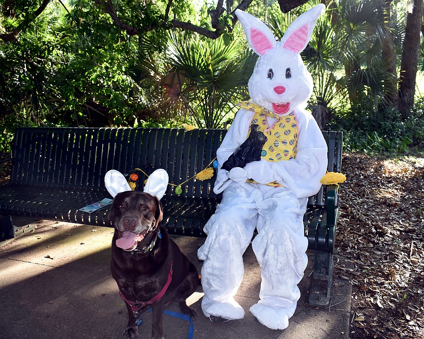 Hank the chocolate lab takes a photo with the Easter bunny.