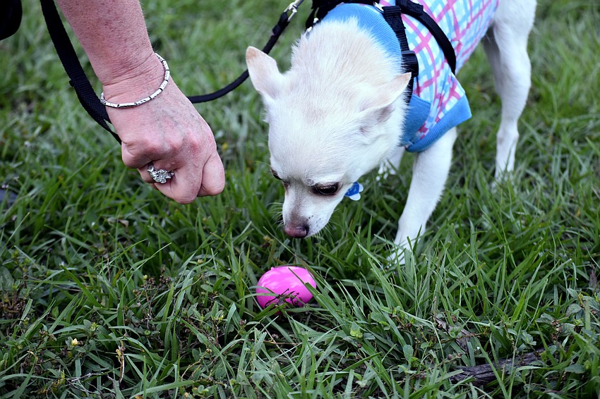 Chihuahua mix Gabe sniffs out an egg.