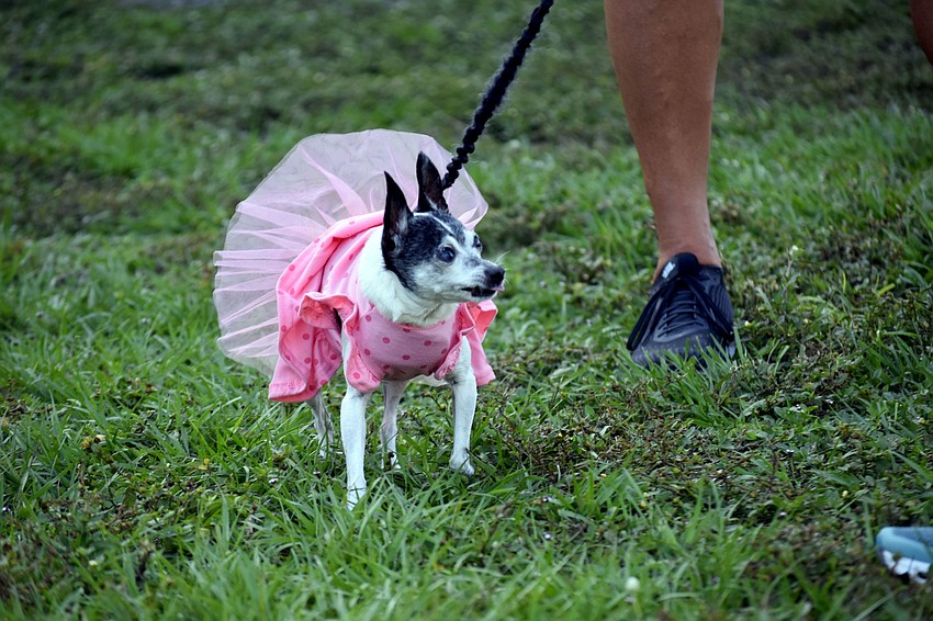 Tutu-clad Bella looks to her parents for guidance during the hunt.
