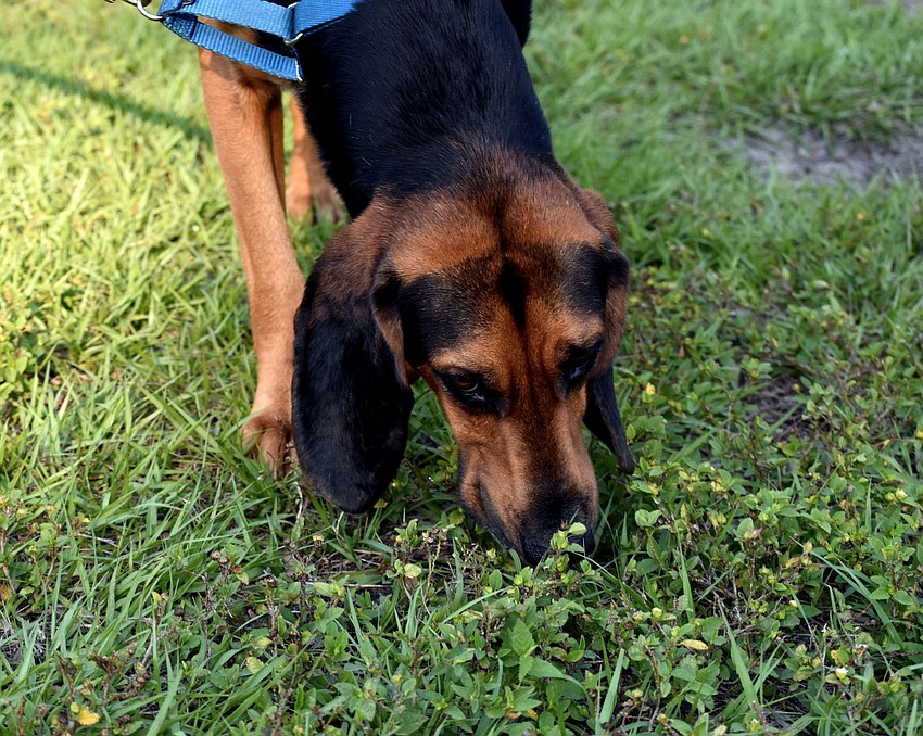 Boone, a blood hound and blue tick coonhound mix, tries to sniff out an egg.