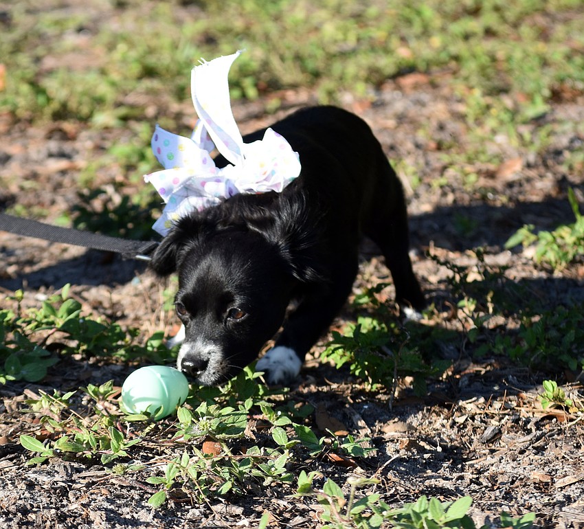 Sean isn't too sure about the egg he found.