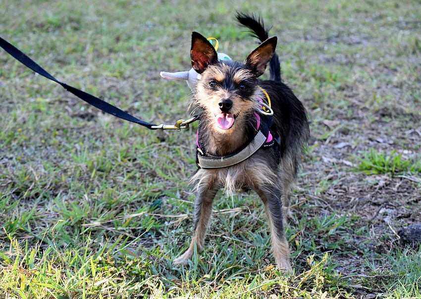 Miniature pinscher and yorkshire terrier mix Winnie is happy to be at the hunt.
