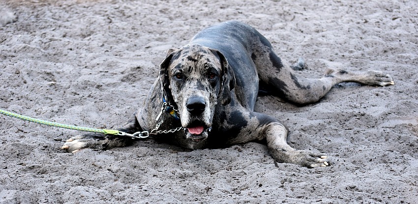Great Dane Maverick needs a break after hunting.