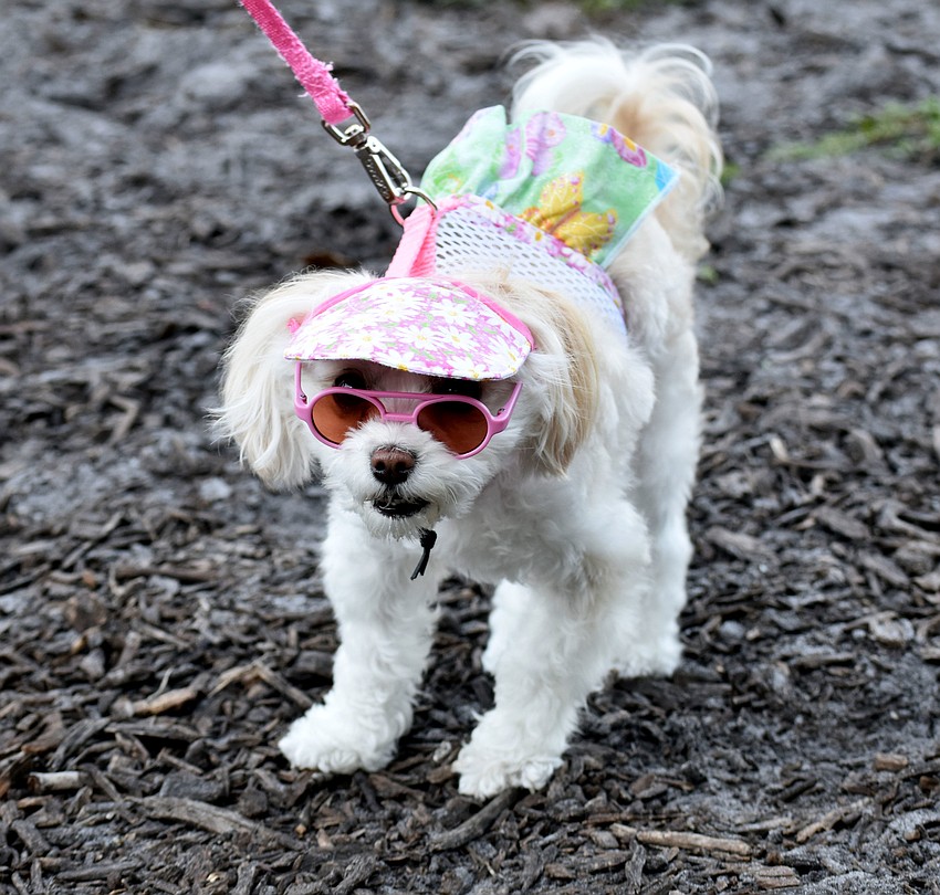 Biscuit is more concerned with her fashion than the hunt.