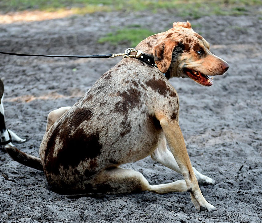 Louisiana Catahoula Leopard dog Louis needs to rest after the hunt.