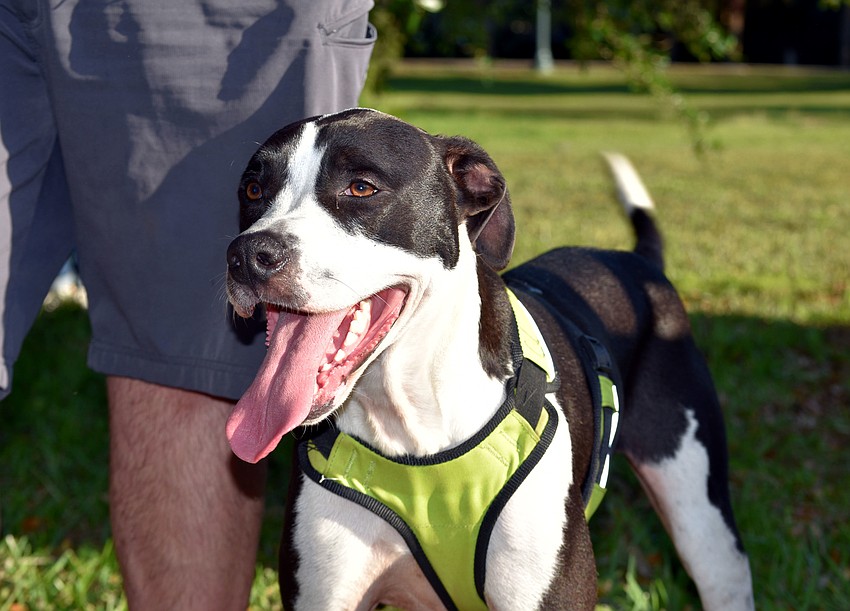Harvey waits to receive his prizes after a long hunt.