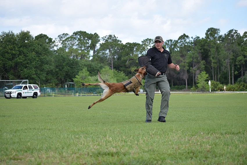 Deputy Keith Sutton demonstrates the power of K9 Phantom.