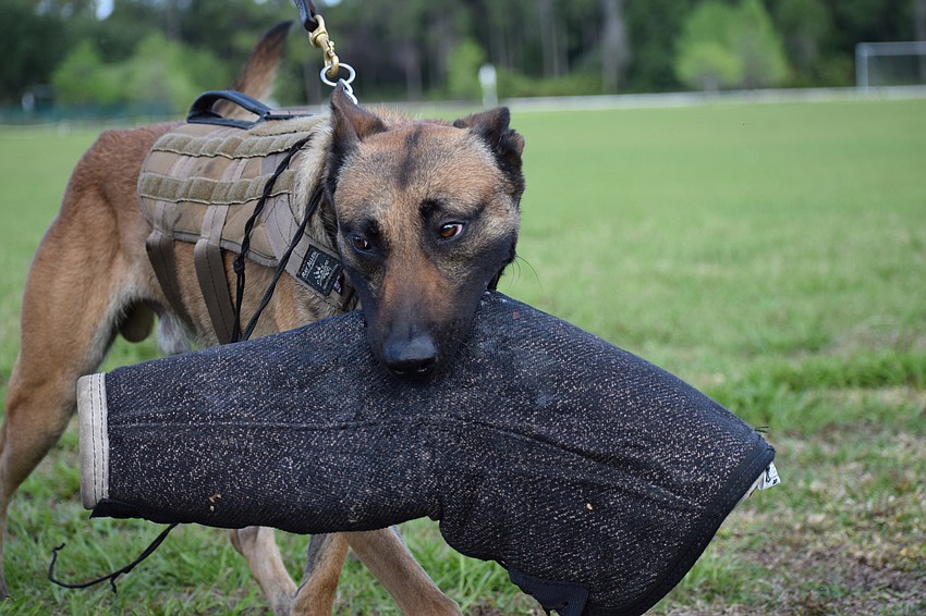 The Manatee County Sheriff's office demonstration includes giving the audience an up-close look at the brace the officers wear for protection during demonstrations.