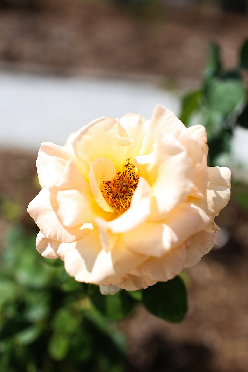 Over the Moon blossom