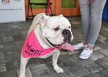 All of the bulldogs at the fashion show are up for adoption.