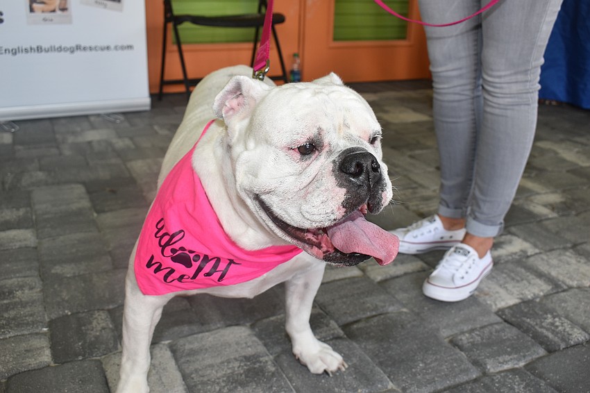 All of the bulldogs at the fashion show are up for adoption.