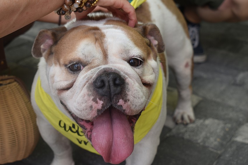 Cupcake is one of the dogs up for adoption in Florida English Bulldog Rescue.